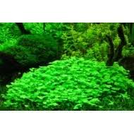 Image result for Potamogeton octandrus