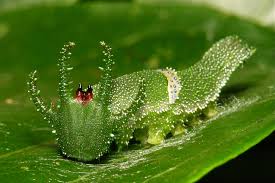 White furry caterpillar with yellow head and two orange spots at base of head. The Adventures Of The Dragonhead Caterpillar Australian Geographic