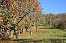 The right moment to plant in this time period will depend on the weather and soil conditions. Orchard Apple Trees Autumn Fruit Tree Meadow Scattered Fruit Trees Fruit Tree Tree Plant Meadow Nature Landscape Pikist