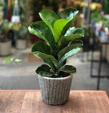 Dieffenbachias are toxic to both cats and dogs if ingested. Ficus Lyrata Bambino Dwarf Fiddle Leaf Fig The Nunhead Gardener