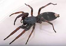 Die trichternetzspinne gehört zu den vogelspinnenartigen und ist eine der giftigsten spinnen der welt gift. Giftspinnen Wikipedia