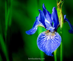 A close look at the leaves and flowers of baptisia australis should tell you it is in the pea family. What Do Blue Flowers Mean