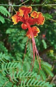 Image result for Caesalpinia rubra