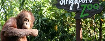 We did not find results for: Download 7400 Gambar Flora Dan Fauna Negara Singapura Paling Bagus Pixabay Pro