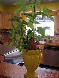 Sweet Potato Plant Regina Lord Of Creative Kismet Sweet Potato Plant Growing Sweet Potatoes Sweet Potato Plant Vine