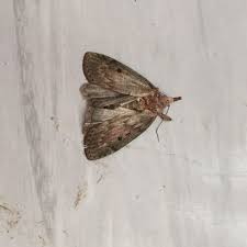 Lebensmittel Oder Kleidermotte Tiere Ungeziefer Motten