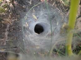 The hobo spider is a member of the agelenidae family. Spider Makes A Funnel Web Tjs Garden