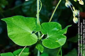 Image result for Pergularia daemia