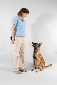 Osteoarthritis insidiously, quietly, and progressively robs dogs of their quality of life. For Trainers Team