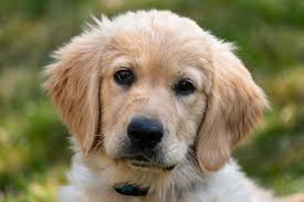 Golden retriever puppies are adorable! Top Golden Retriever Breeders In The Midwest Off 68 Www Usushimd Com