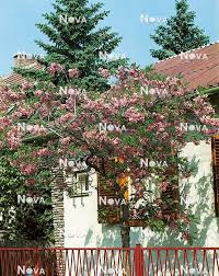 Image result for Robinia hispida