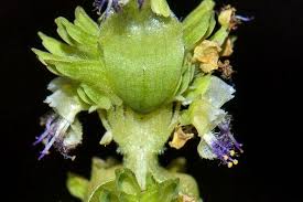 Image result for Platostoma