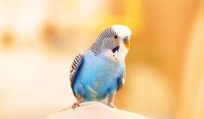 Vögel, faszinierend und sehr interessant.ob wellensittich oder nymphensittiche, wir führen vögel für ein lebendiges zuhause. Vogel Einfangen 5 Tipps