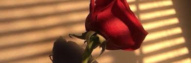 Including roses price, hybrid roses, roses colors, and how to get roses. Aesthetic Kpop Layouts On Twitter Here S Another Header