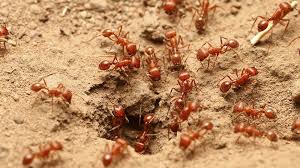 Fire ants are a huge pest that ruin the enjoyment of your lawn. Get Rid Of Fire Ants Treatments For European Fire Ants