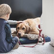 Its immune system it beginning to fail, and it can no longer function as well as he or she once did. Top Signs Your Dog Is Dying What You Should Expect Before They Pass