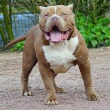Black American Bully Xl For Sale Flying Pitbull Chiot Puppy Puppies American Bully Xl Xxl Bully Pitbull A Vendre For Sale France Belgique Kennel Elevage Man And Dog Pitbull Dog Pitbull Puppies