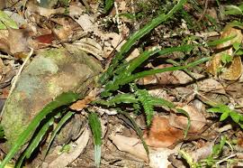Image result for Asplenium cancellatum