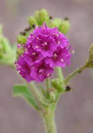 Image result for Boerhavia coccinea