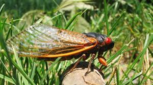 Raptors are exciting to see and. Trillions Of Brood X Cicadas To Emerge In 15 States This Spring Ecowatch