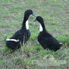 We did not find results for: Murray Mcmurray Hatchery Black Swedish Ducks