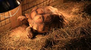 These sticky bits are also known as spurs, which explains the reason behind its name. Meet The Rescued Tortoises At Reptilepalooza Clearwater Marine Aquarium