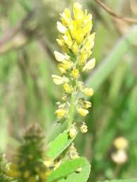 Image result for Melilotus indicus