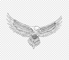 Bald eagle swoop attack hand draw and paint on white background animal wildlife illustration. Bald Eagle Drawing Line Art Eagle Pencil Animals Monochrome Png Pngwing