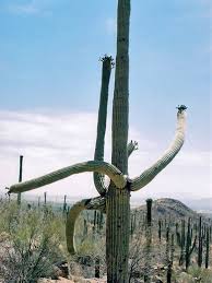 The cactus gave people fruit, which liston said was a good outcome to a sad tale. Saguaro National Park Arizona