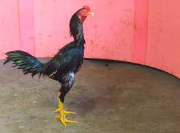 Bentuk dan model kaki ayam petarung pukul saraf/ko : Jual Ayam Bangkok 2020 Super Pukul Saraf K O Mati Kompak Purwokerto