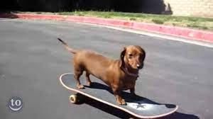 Download 275 skateboard animals stock illustrations, vectors & clipart for free or amazingly low rates! Skateboarding Animals Compilation