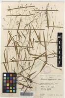 Image result for Panicum aequinerve