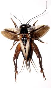 Burgers, steaks, seafood and more. On Separate Islands Crickets Go Silent The New York Times