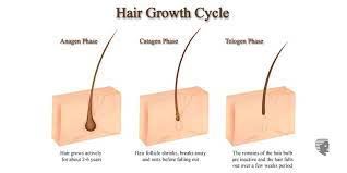 It resides in the dermal layer of the skin and is made up of 20 different cell types, each with distinct functions. 8 Tips To Make Your Hair Follicles Stronger Ahs Uae