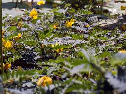 Image result for Aeschynomene multicaulis