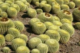 This site might help you. Echinocactus Grusonii