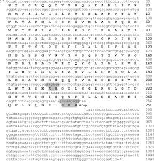 9 видео 35 453 просмотра обновлен 17 сент. Cloning And Characterization Of Teneurin C Terminus Associated Peptide Tcap 3 From The Hypothalamus Of An Adult Rainbow Trout Oncorhynchus Mykiss Sciencedirect