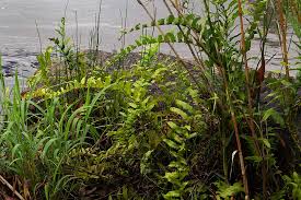 Image result for Ampelopteris