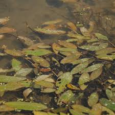Image result for Potamogeton nodosus