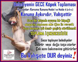 30 belediyelerin gece kopek toplamasi yasaya aykiridir haykonfed hayvanlarin yasam haklari konfederasyonu