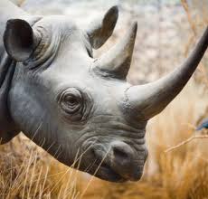 Image result for Adenia rumicifolia