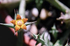 Image result for Orbea schweinfurthii