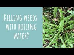 What benefits, other than speedy service, can they offer, do they all dispense boiling water, how much do they cost and should you include one in your kitchen transformation? Using Boiling Water To Kill Weeds Youtube