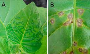 We would like to show you a description here but the site won't allow us. Hypersensitive Response An Overview Sciencedirect Topics