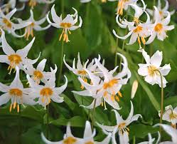 Avalanches occur when the snowpack starts to weaken and allows the buildup of snow to be small avalanches are generally made up of ice, snow and air. Wildflowers Of The Northwest Avalanche Lily