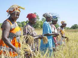 Maybe you would like to learn more about one of these? Senegal Cow Dung Proves Green Gold For The Women Of Kolda World Food Programme