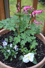 Ideas Tips To Refresh Your Flower Pots For Spring An Oregon Cottage Flower Pots Plants Flowers