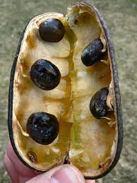 Adaptable to a variety of soils. Kentucky Coffee Tree Seeds Home Hobby Gardening Plants Delage Com Br