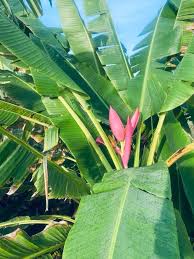 Image result for Musa ornata