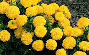 The most common marigold flowers material is plastic. Fresh Yellow Marigold Flowers Buy Fresh Yellow Marigold Flowers For Best Price At Inr 30 Kilogram Approx
